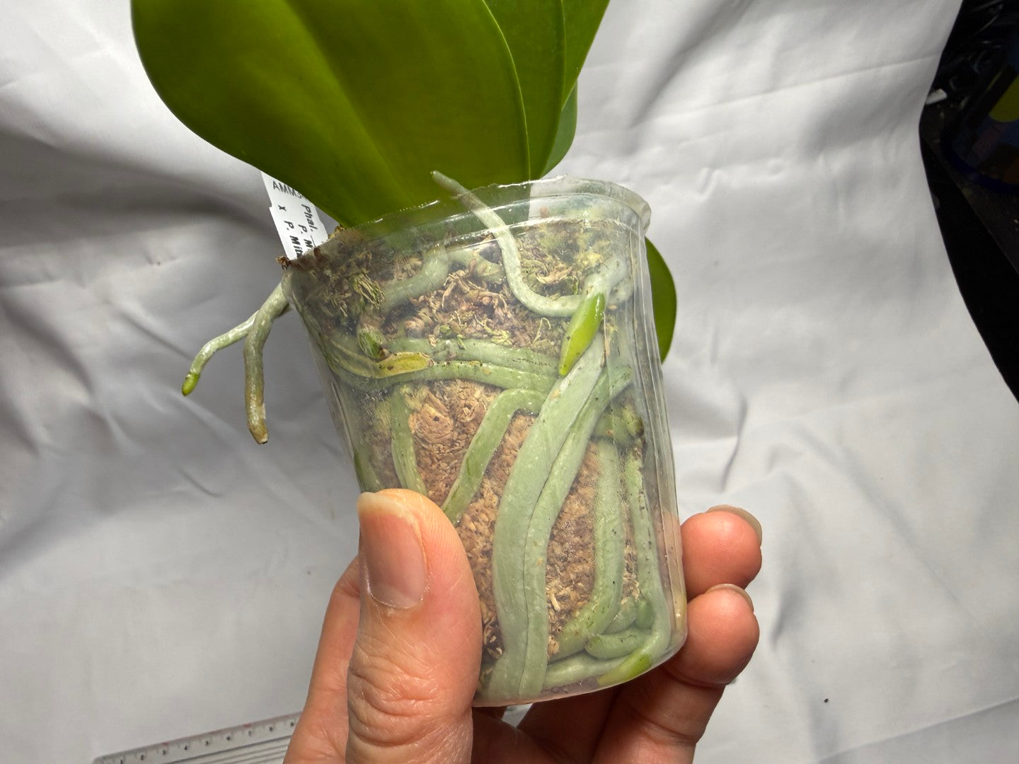 AMM348 Phalaenopsis Mituo Doodlebug #10 seed grown 260714 Flowering