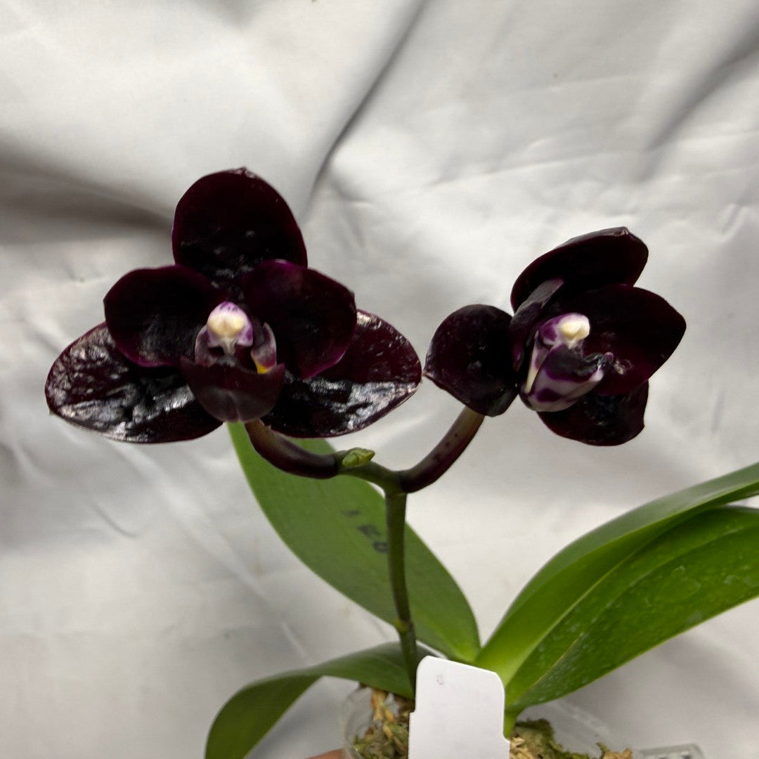 A dark purple Phalaenopsis orchid with two blooms, featuring deep burgundy petals with white and purple lip details, green leaves, and a white tag, set against a wrinkled white fabric background.