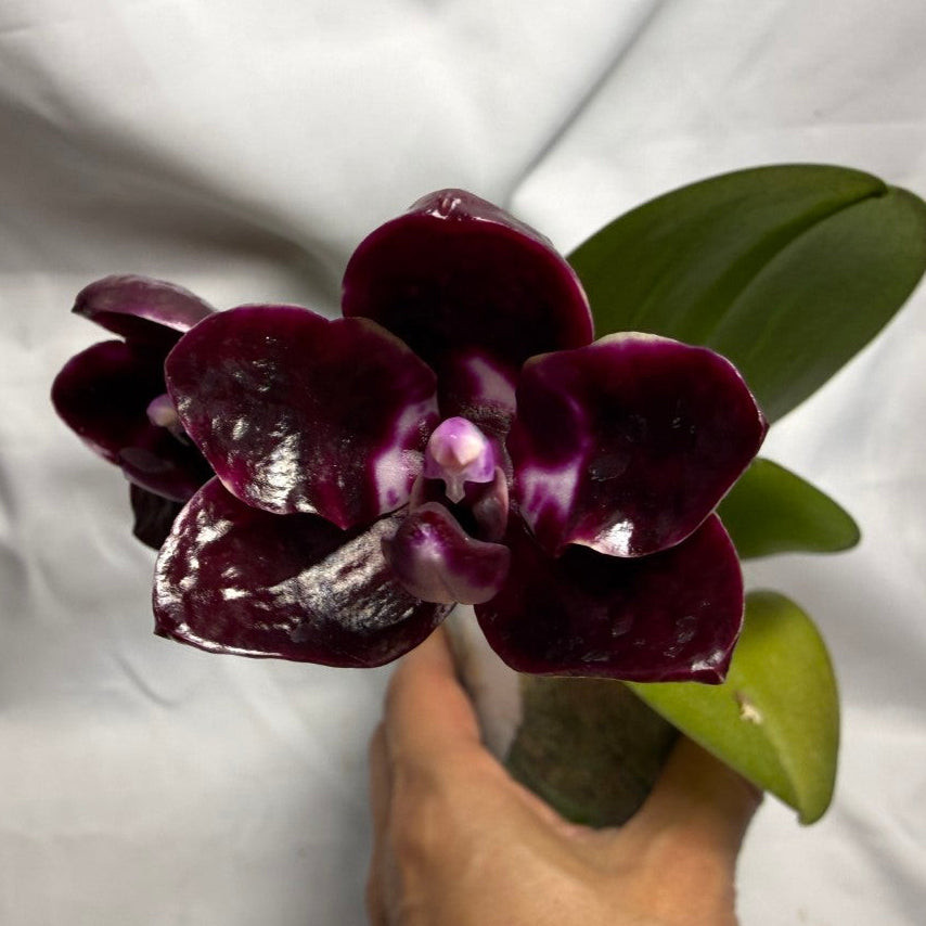 A hand holding a dark purple Phalaenopsis orchid with green leaves against a wrinkled white fabric background.