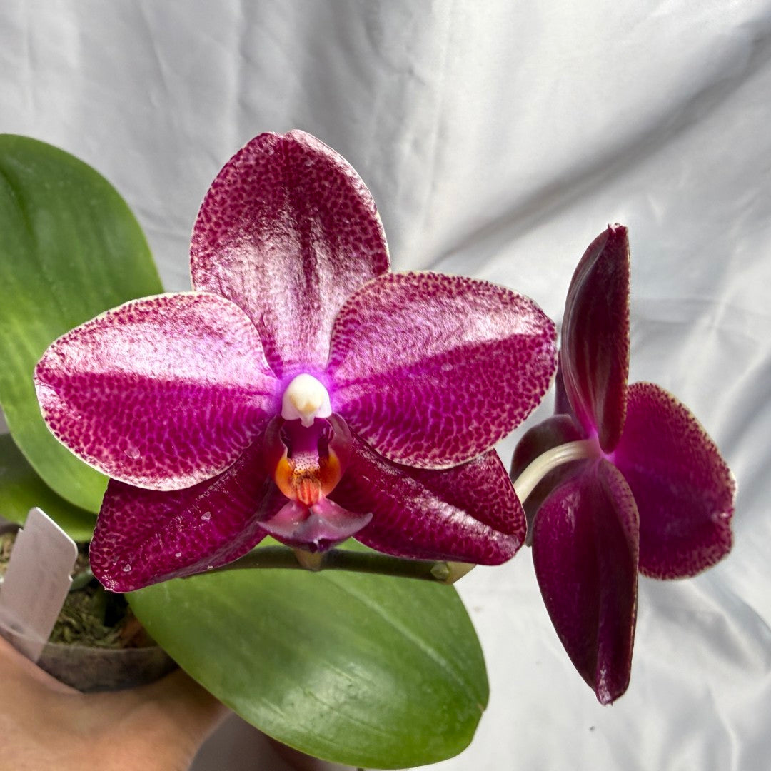 AMM348 Phalaenopsis Mituo Doodlebug #14 seed grown 20804 Flowering