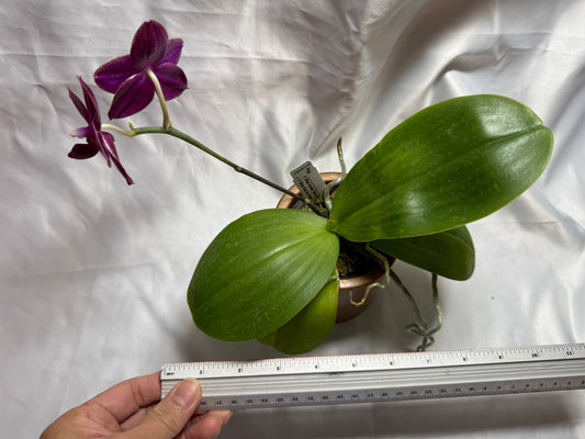 AMM348 Phalaenopsis Mituo Doodlebug #14 seed grown 20804 Flowering