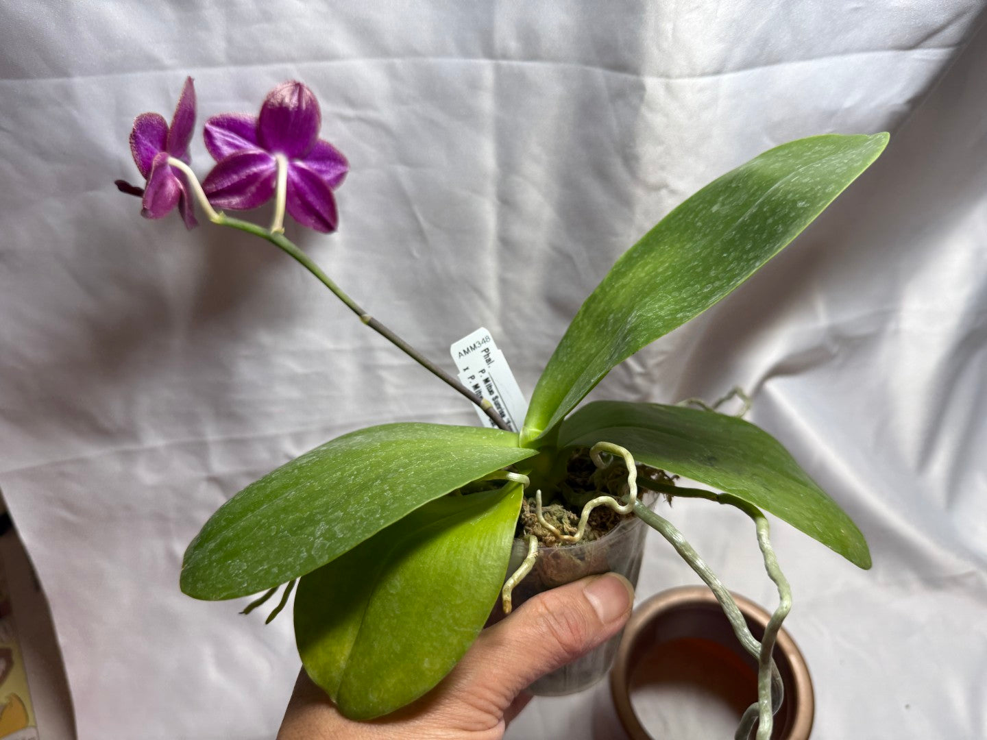 AMM348 Phalaenopsis Mituo Doodlebug #14 seed grown 20804 Flowering