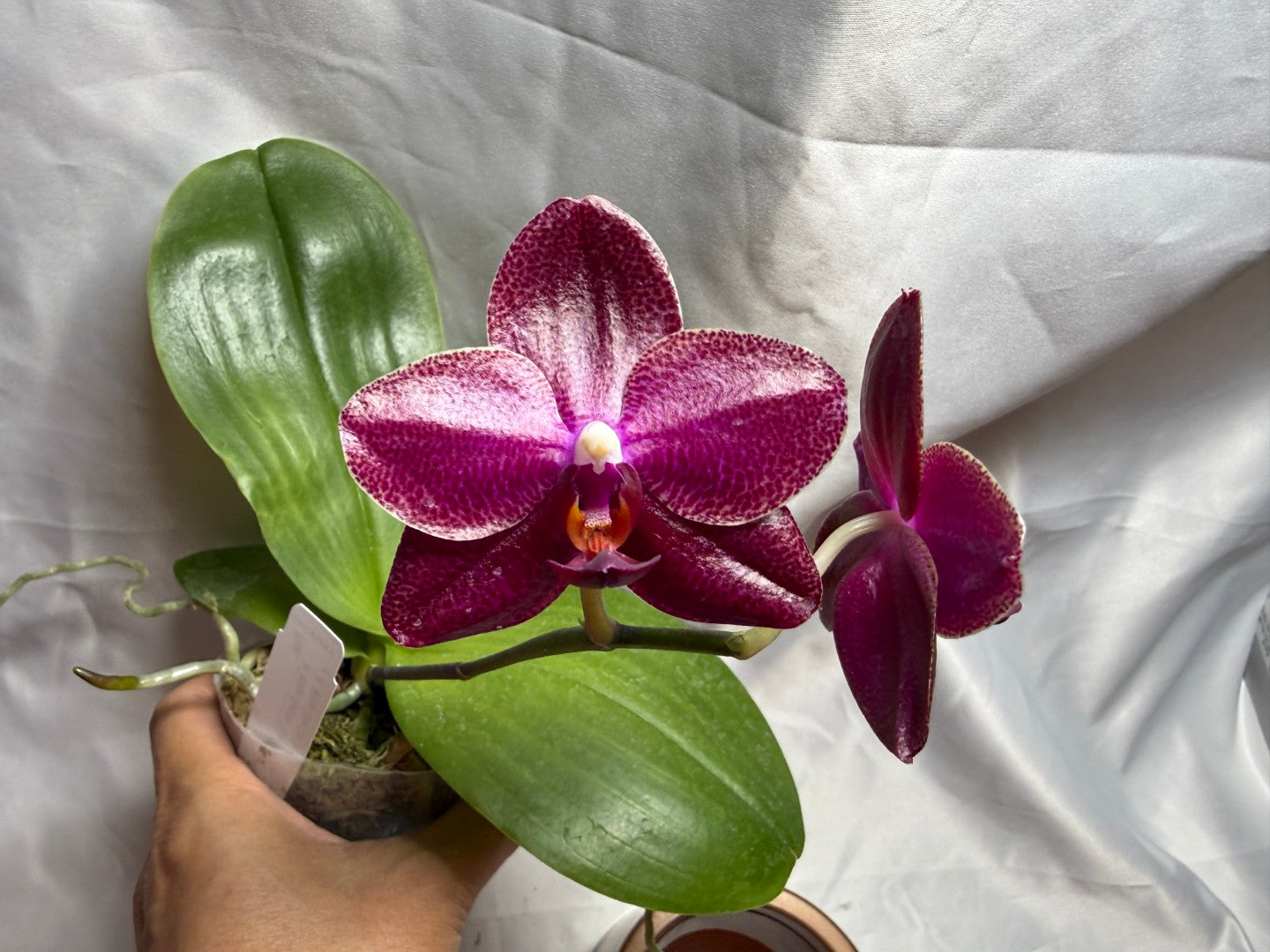 AMM348 Phalaenopsis Mituo Doodlebug #14 seed grown 20804 Flowering