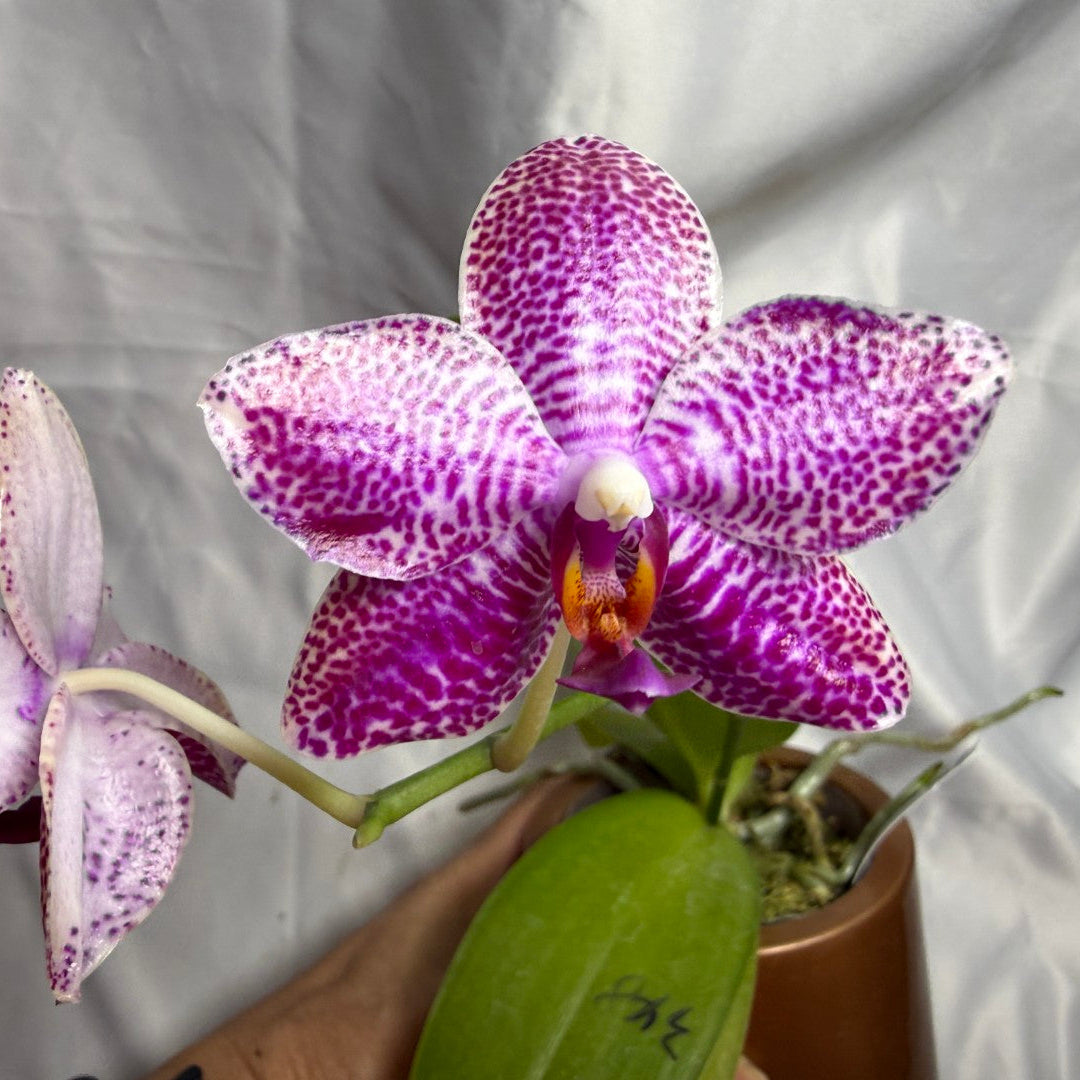 AMM348 Phalaenopsis Mituo Doodlebug #15 seed grown 20804 Flowering
