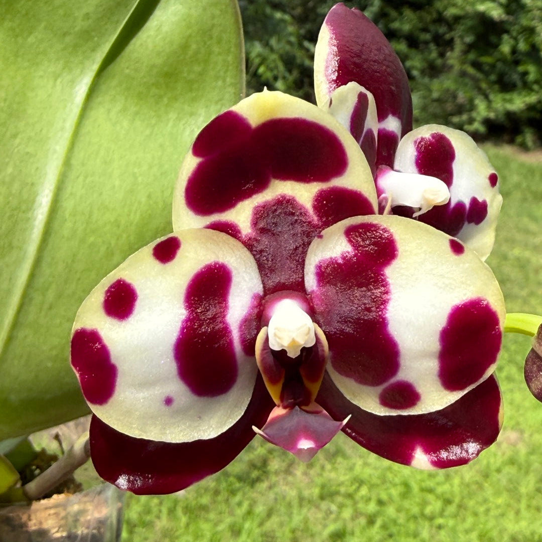 AMM348 - Phalaenopsis (Mituo Sunrise X Mituo Blue Cat) (seed grown)