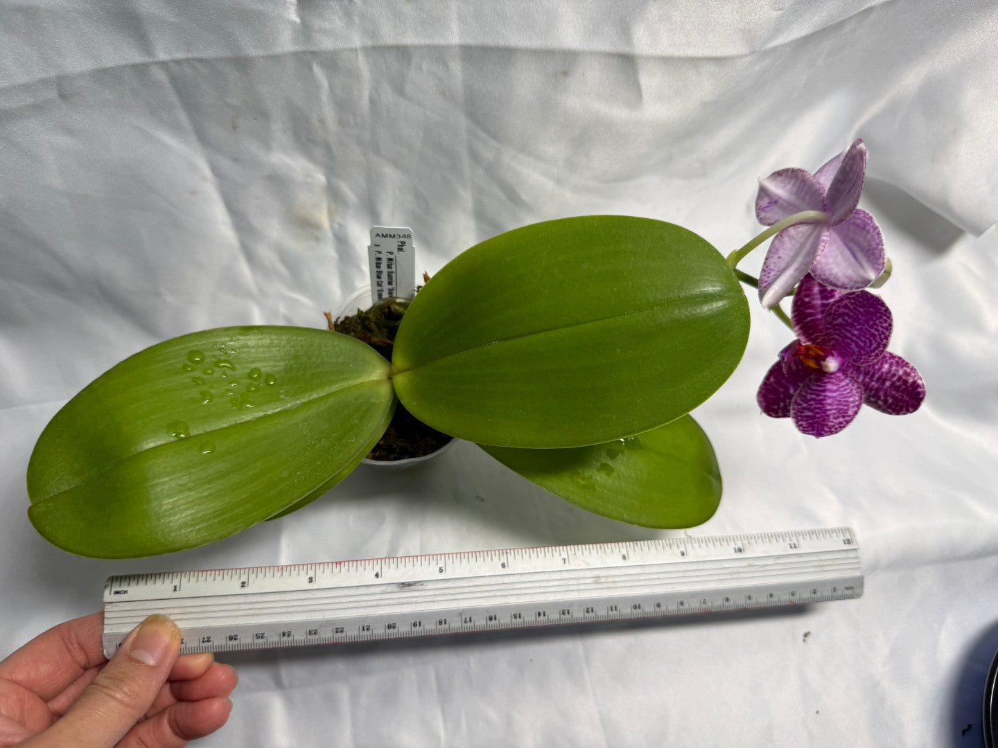 Phalaenopsis (Mituo Sunrise X Mituo Blue Cat) seed grown 260531 Flowering