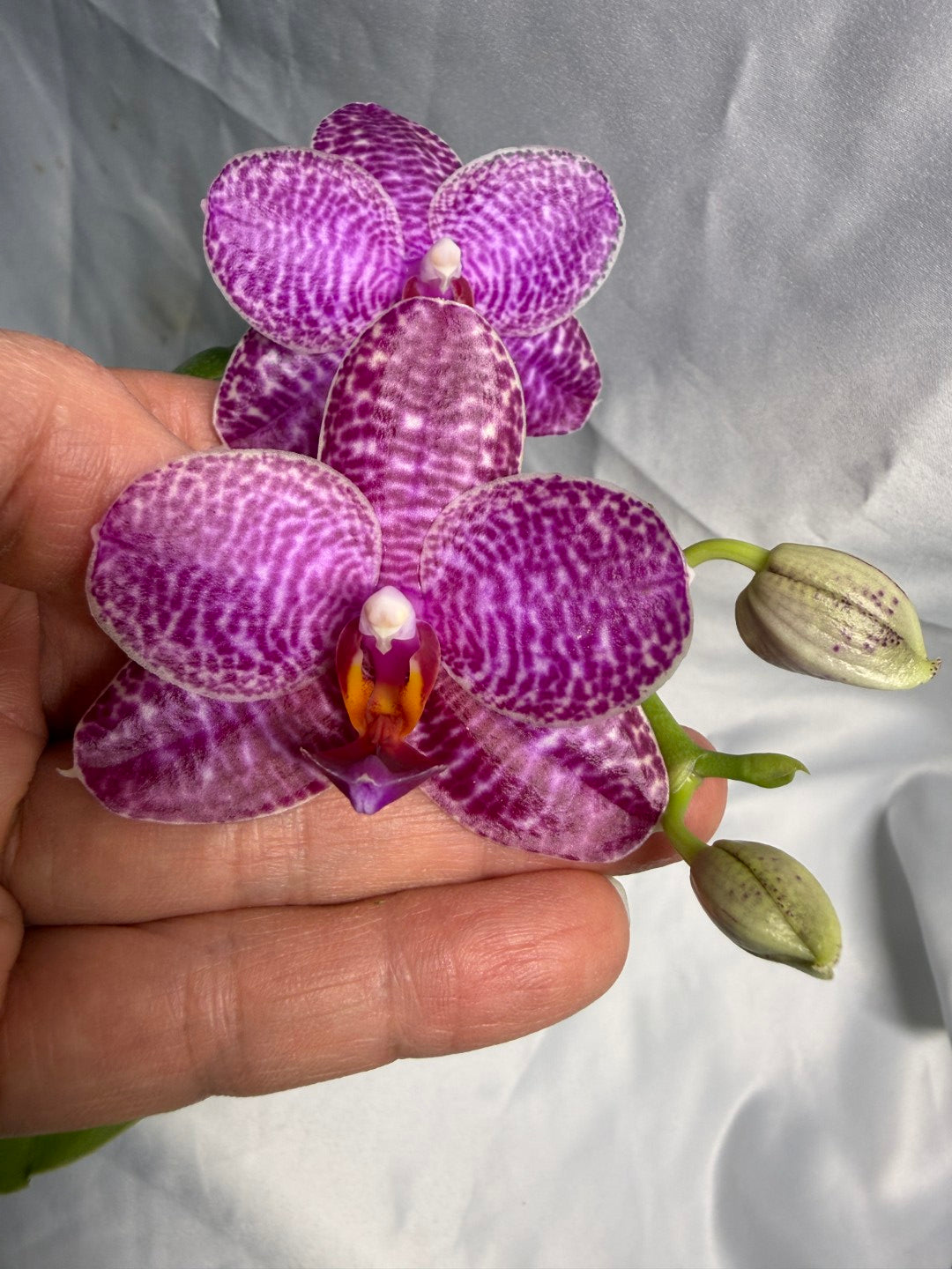 Phalaenopsis (Mituo Sunrise X Mituo Blue Cat) seed grown 260531 Flowering