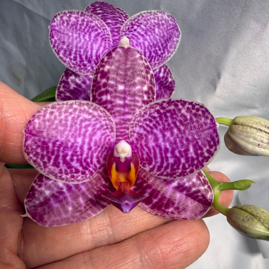 Phalaenopsis (Mituo Sunrise X Mituo Blue Cat) seed grown 260531 Flowering