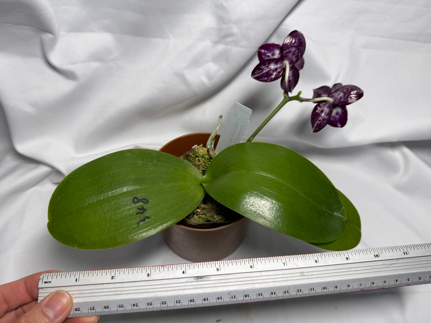 Phalaenopsis (Mituo Sunrise X Mituo Blue Cat) seed grown 260611 Flowering