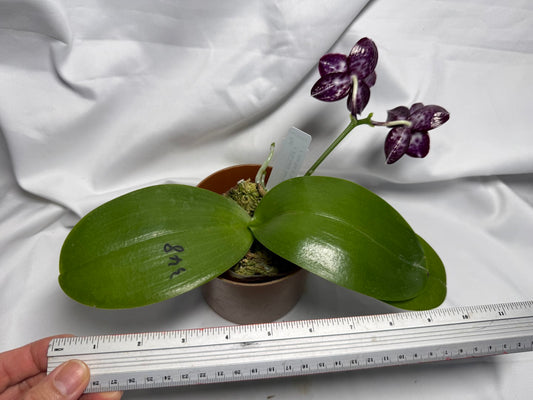 Phalaenopsis (Mituo Sunrise X Mituo Blue Cat) seed grown 260611 Flowering