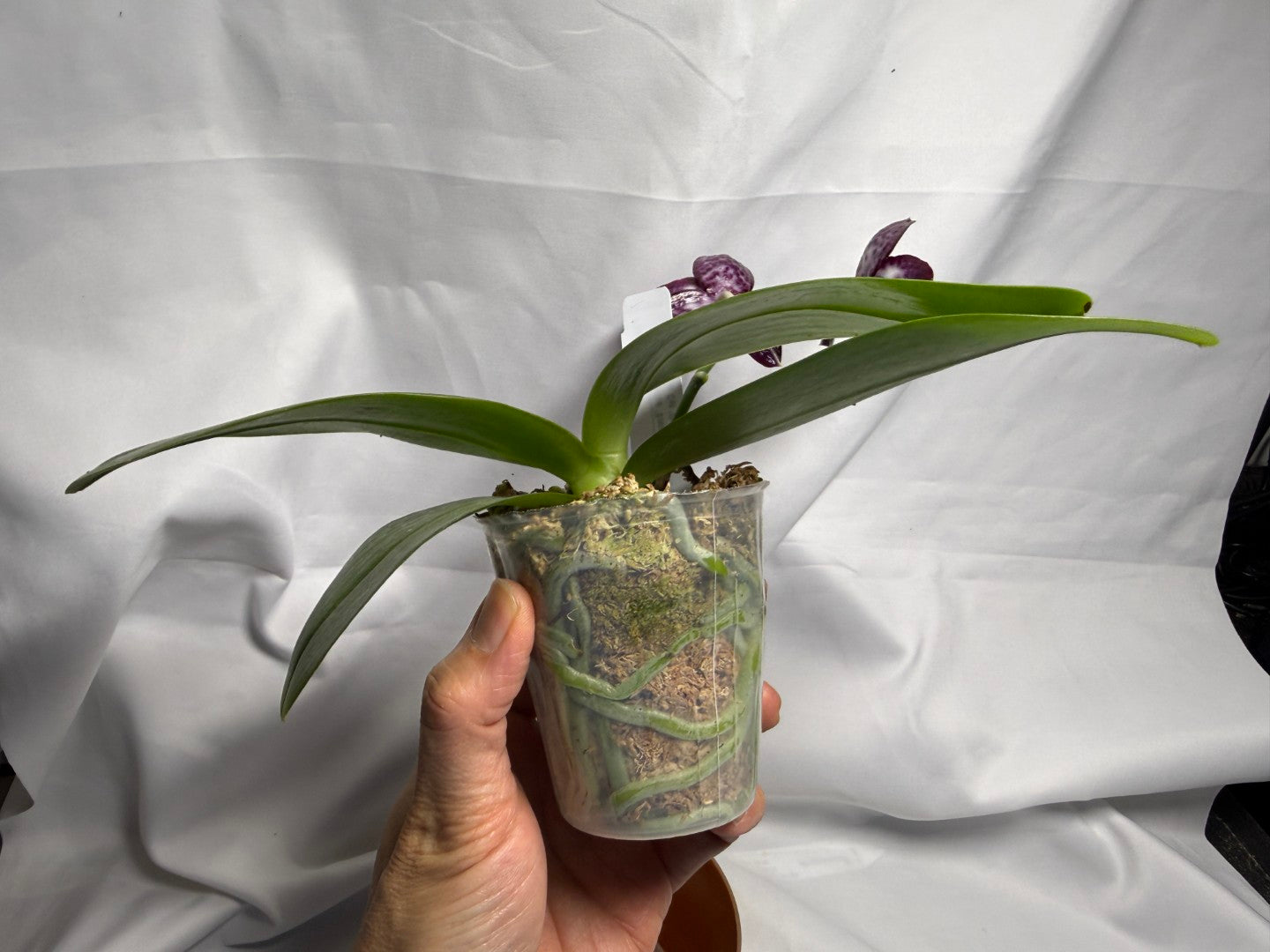 Phalaenopsis (Mituo Sunrise X Mituo Blue Cat) seed grown 260611 Flowering