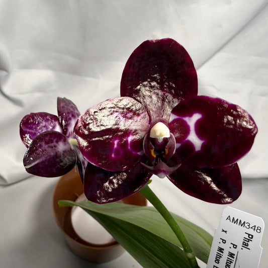 Phalaenopsis (Mituo Sunrise X Mituo Blue Cat) seed grown 260611 Flowering