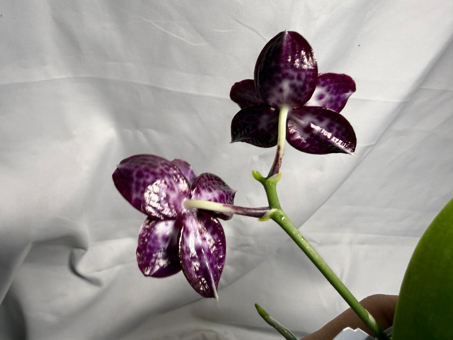 Phalaenopsis (Mituo Sunrise X Mituo Blue Cat) seed grown 260611 Flowering