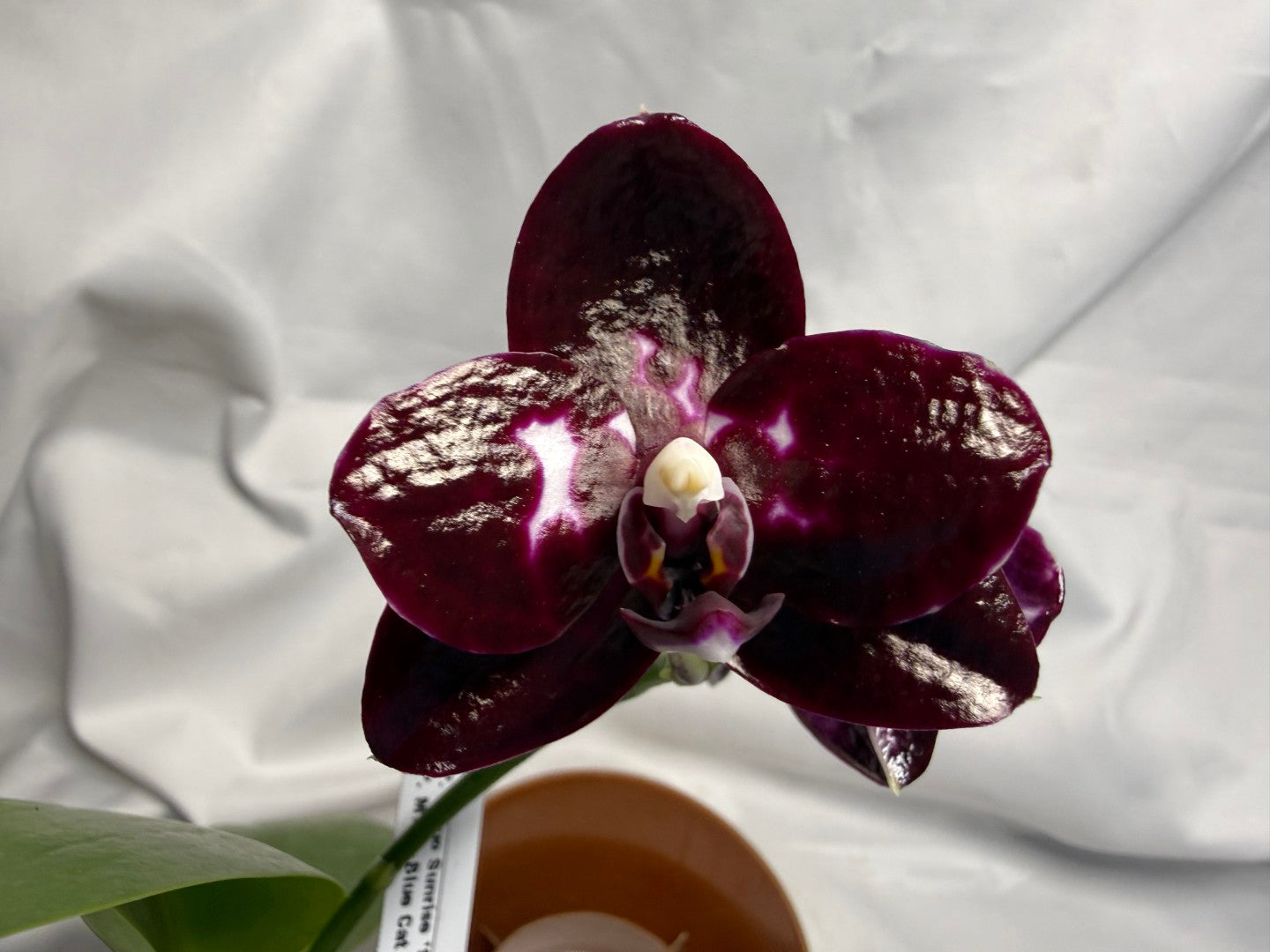 Phalaenopsis (Mituo Sunrise X Mituo Blue Cat) seed grown 260611 Flowering