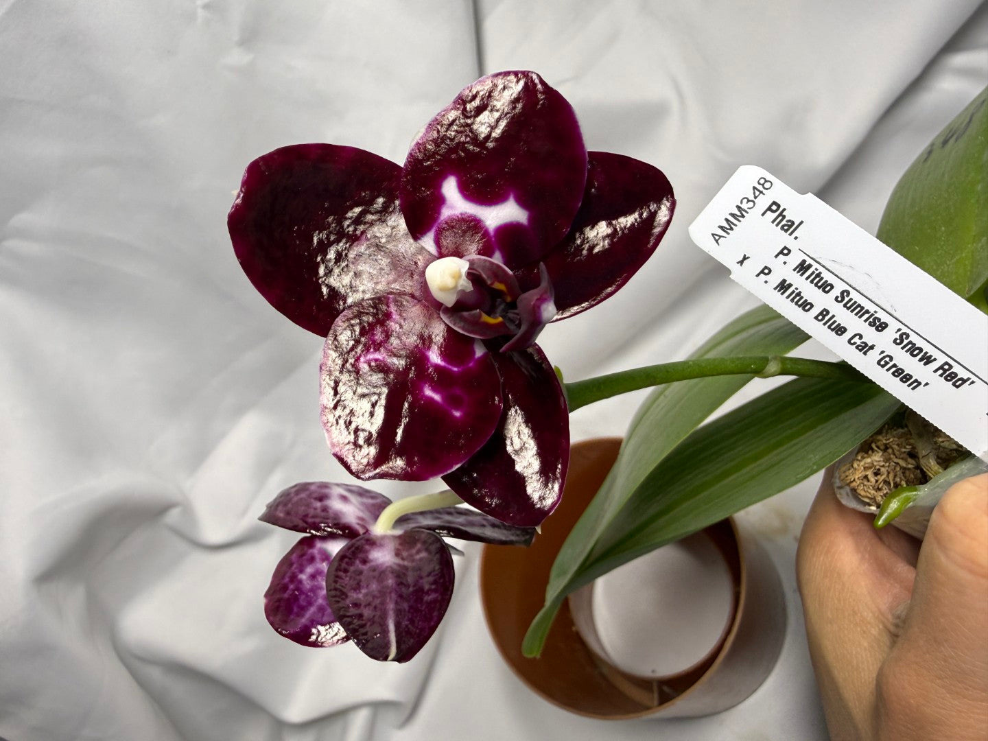 Phalaenopsis (Mituo Sunrise X Mituo Blue Cat) seed grown 260611 Flowering
