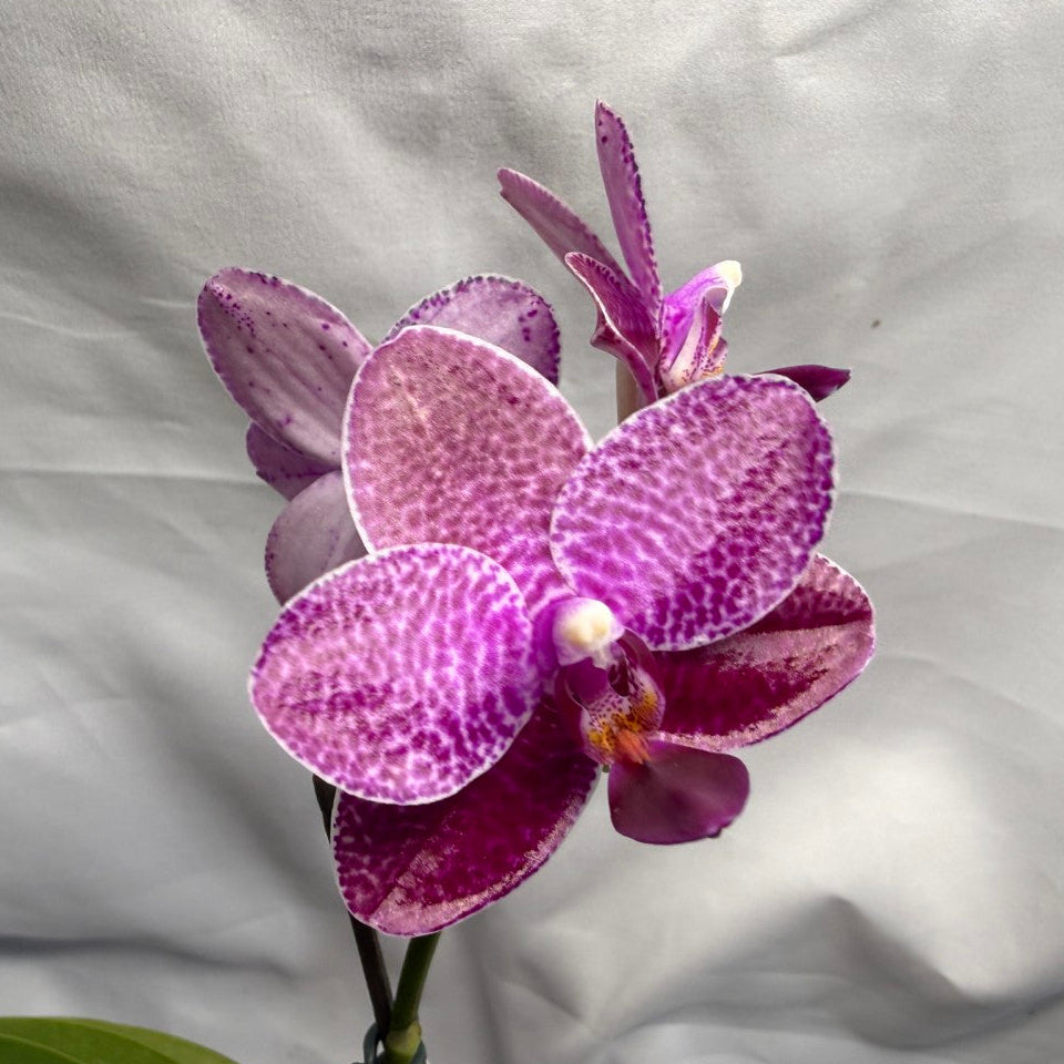 AMM348 Phalaenopsis Mituo Doodlebug seed grown 260626 Flowering