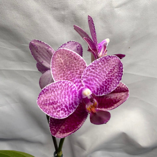 AMM348 Phalaenopsis Mituo Doodlebug seed grown 260626 Flowering