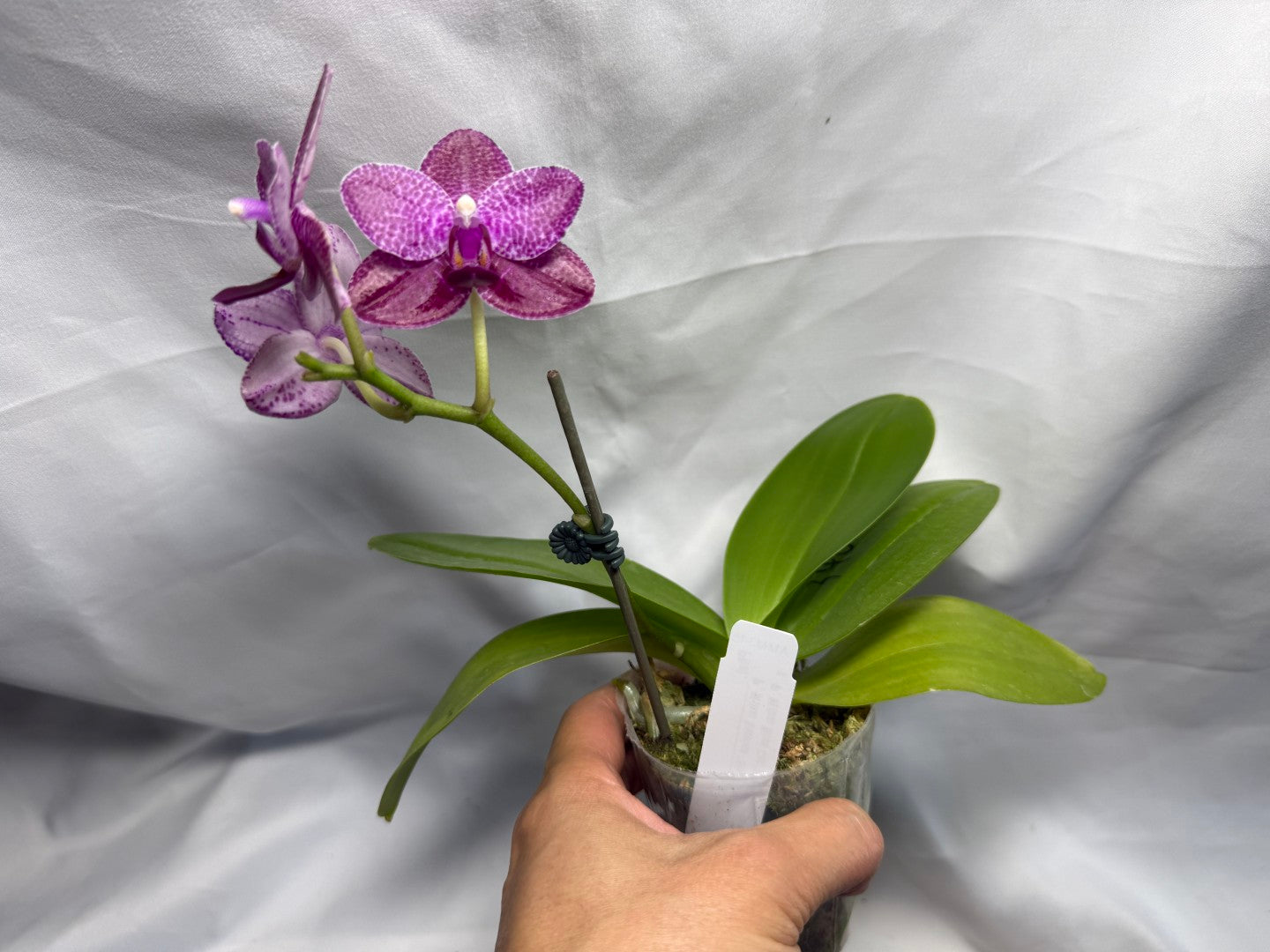 AMM348 Phalaenopsis Mituo Doodlebug seed grown 260626 Flowering