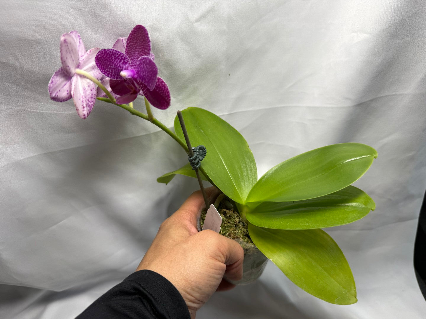 AMM348 Phalaenopsis Mituo Doodlebug seed grown 260626 Flowering