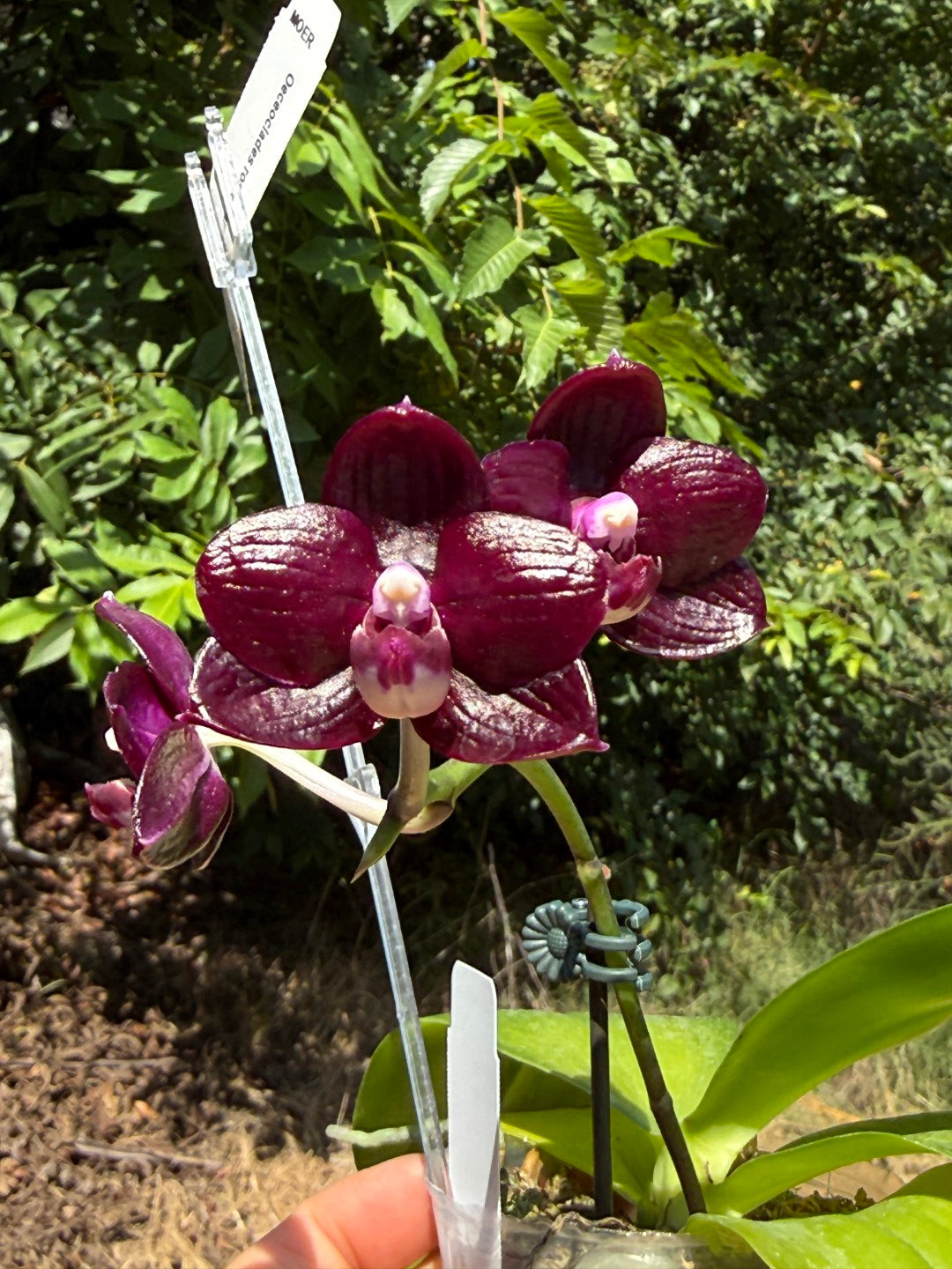 AMM348 Phalaenopsis Mituo Doodlebug seed grown 260713 Flowering