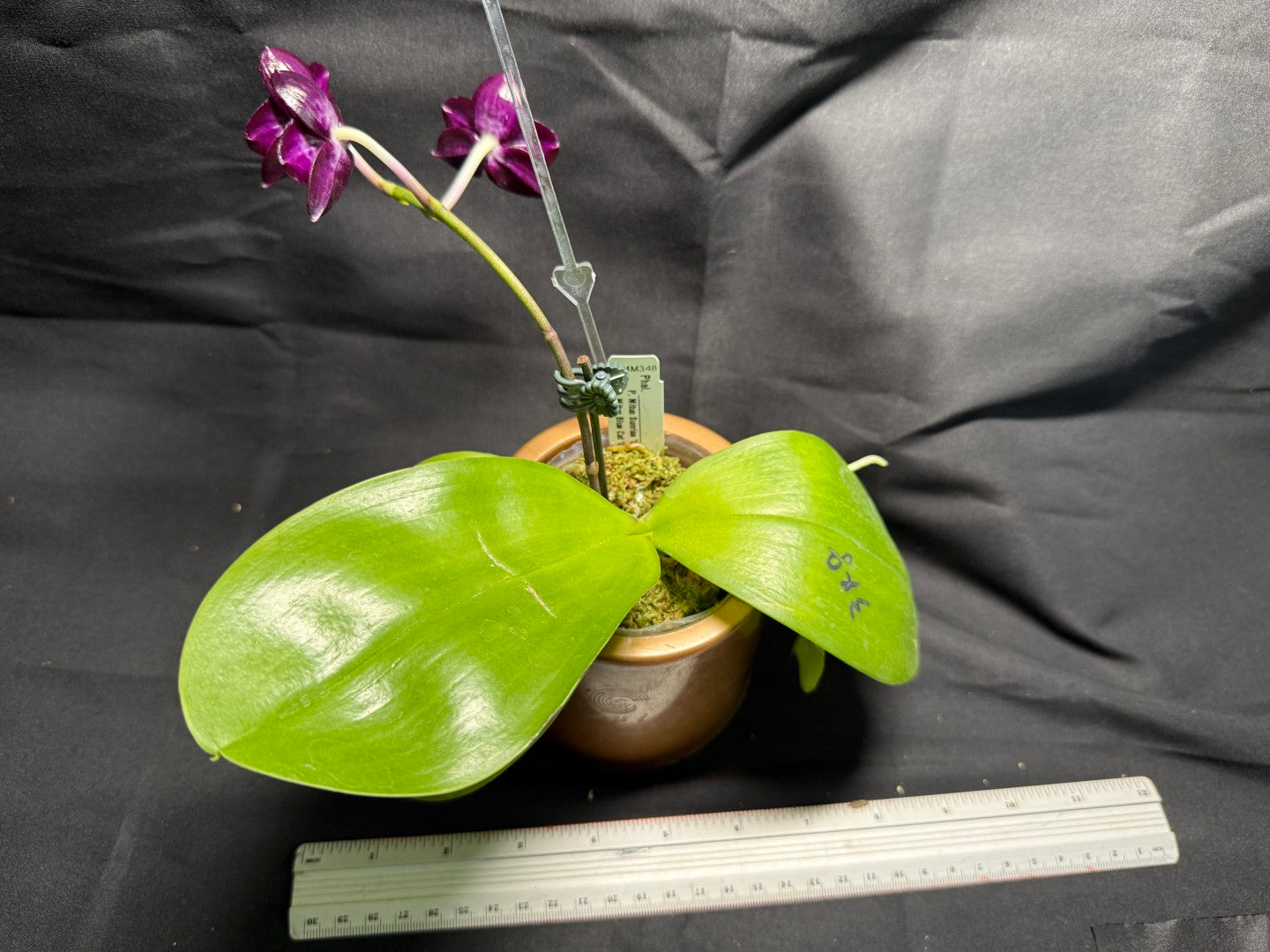 AMM348 Phalaenopsis Mituo Doodlebug seed grown 260713 Flowering