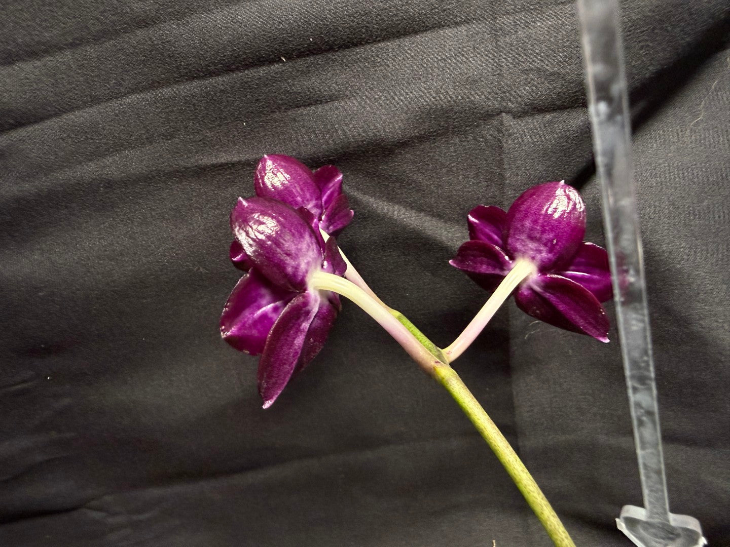 AMM348 Phalaenopsis Mituo Doodlebug seed grown 260713 Flowering