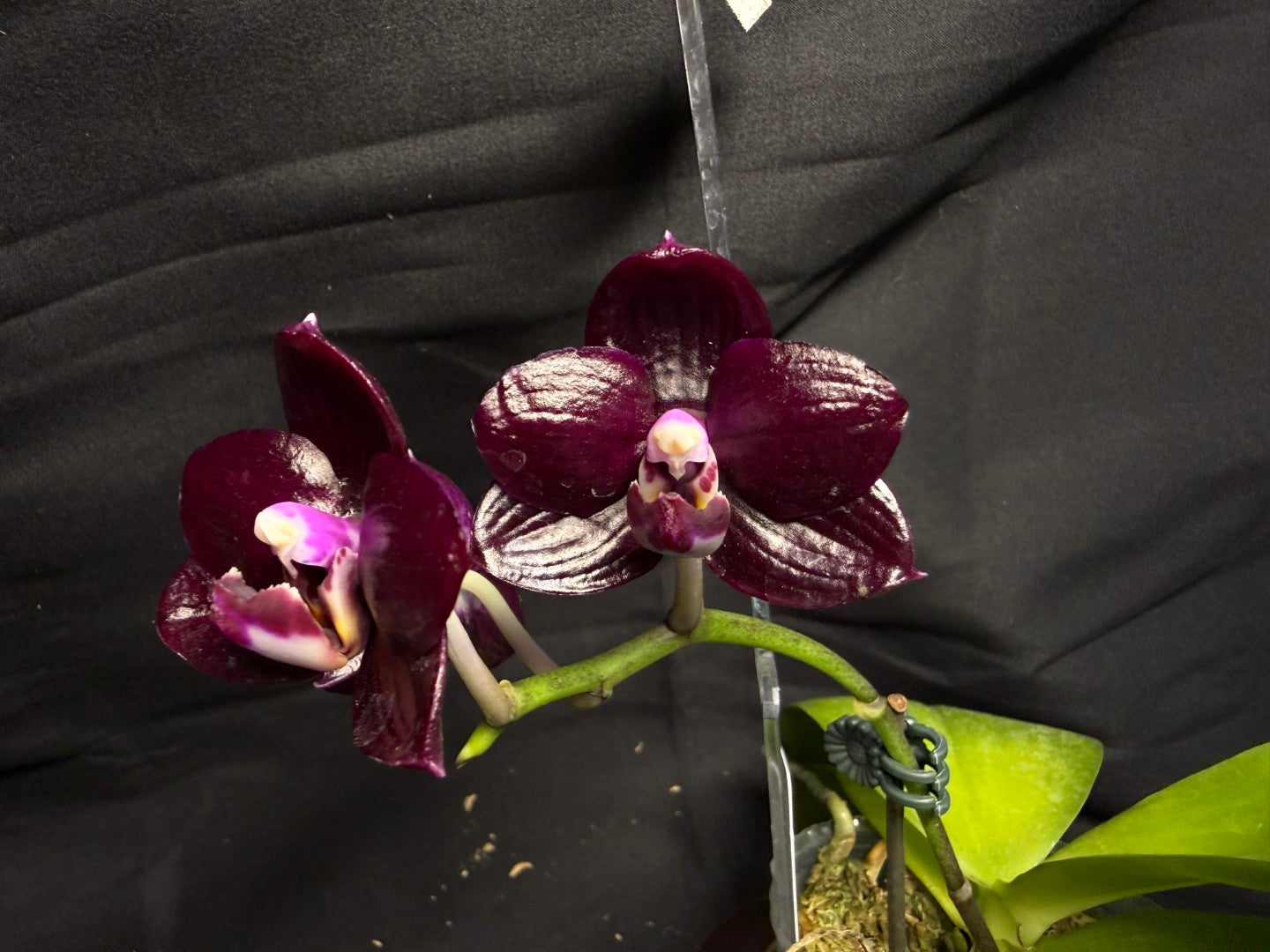 AMM348 Phalaenopsis Mituo Doodlebug seed grown 260713 Flowering
