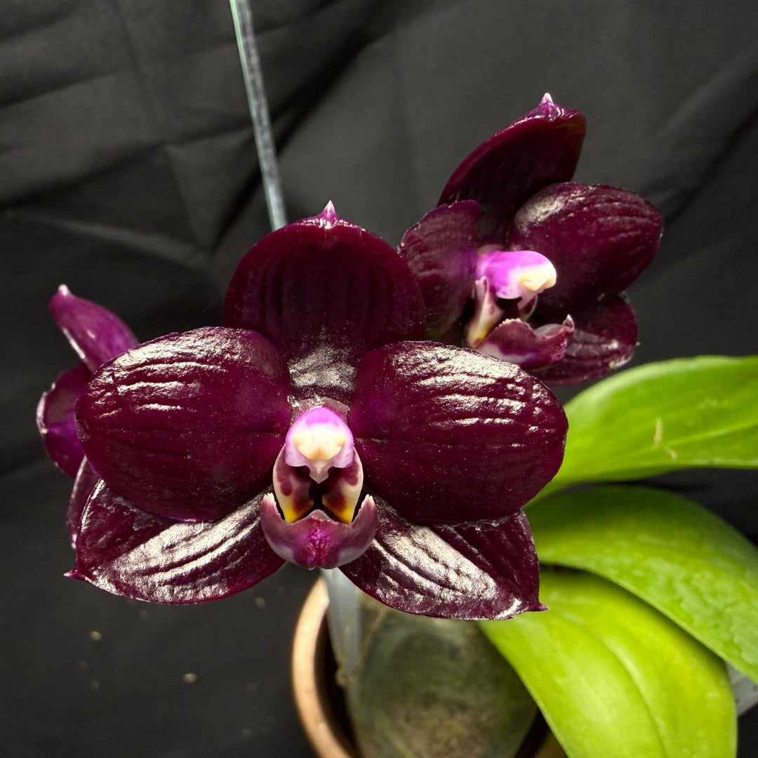 AMM348 Phalaenopsis Mituo Doodlebug seed grown 260713 Flowering