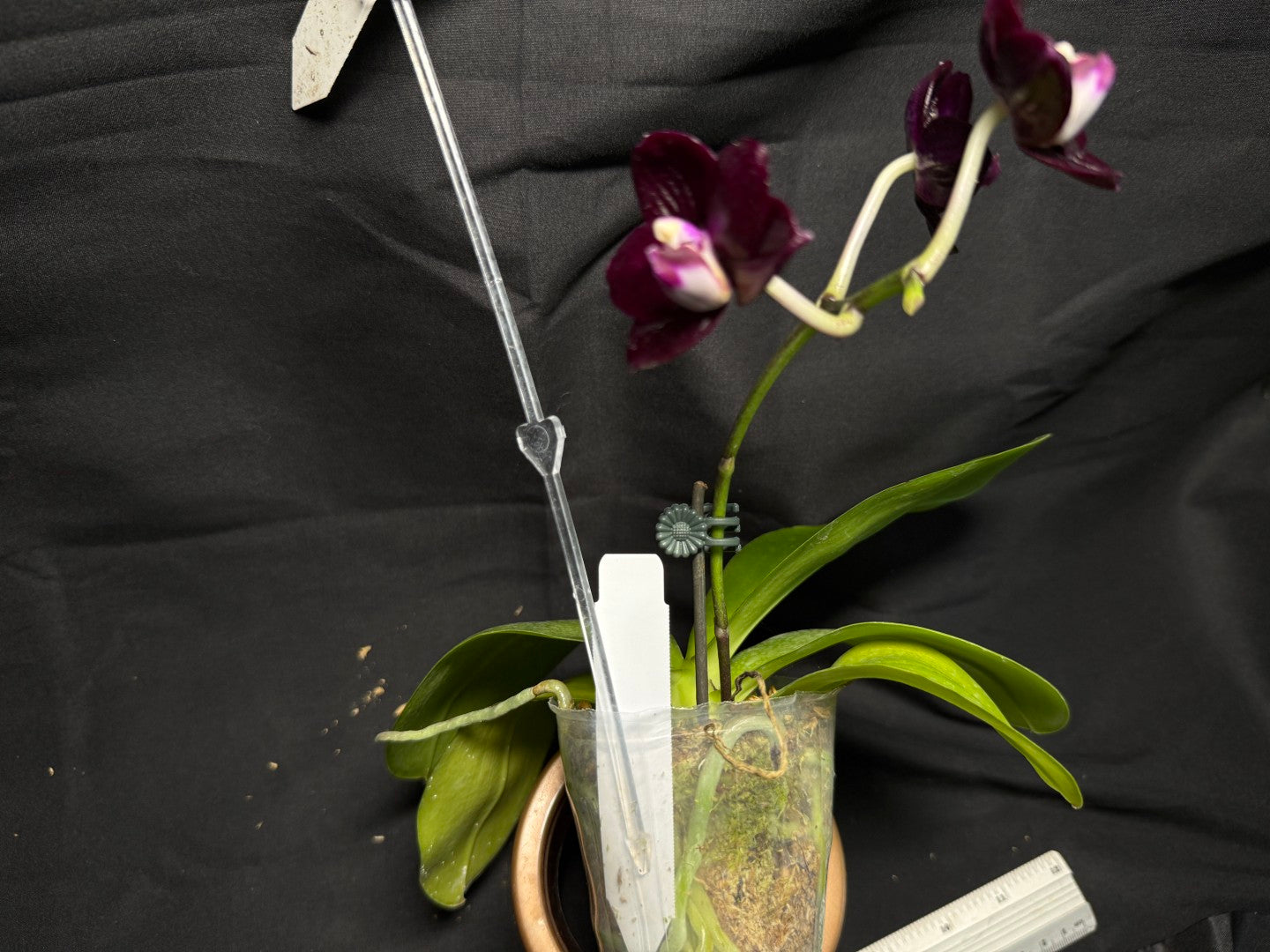 AMM348 Phalaenopsis Mituo Doodlebug seed grown 260713 Flowering