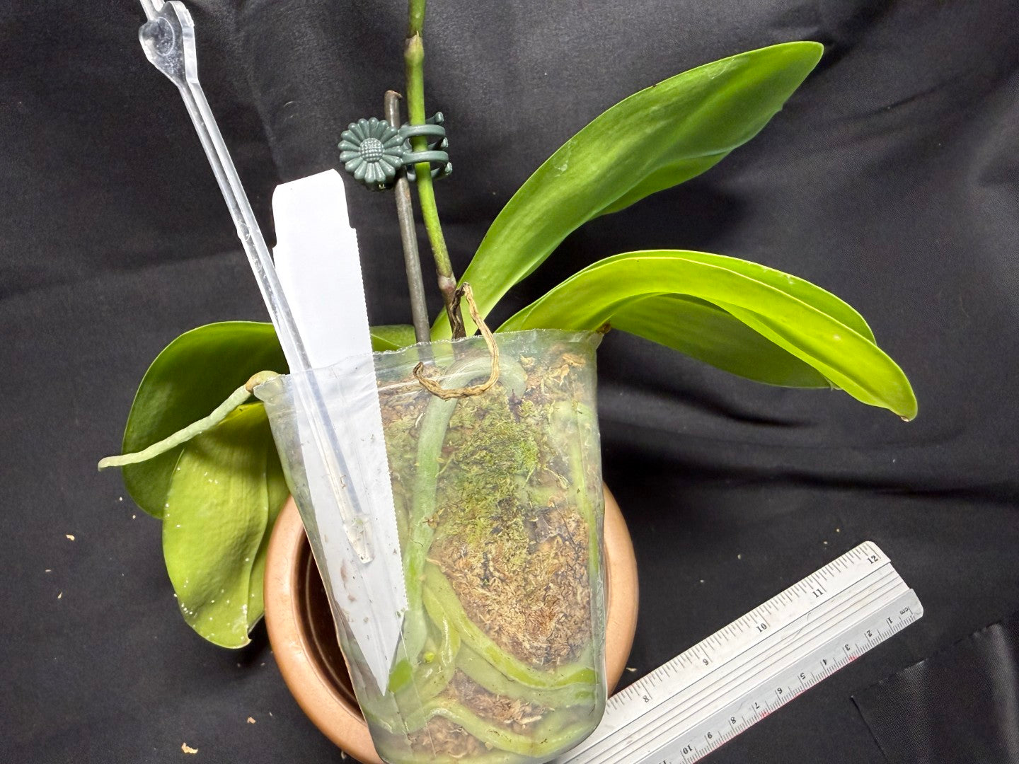 AMM348 Phalaenopsis Mituo Doodlebug seed grown 260713 Flowering