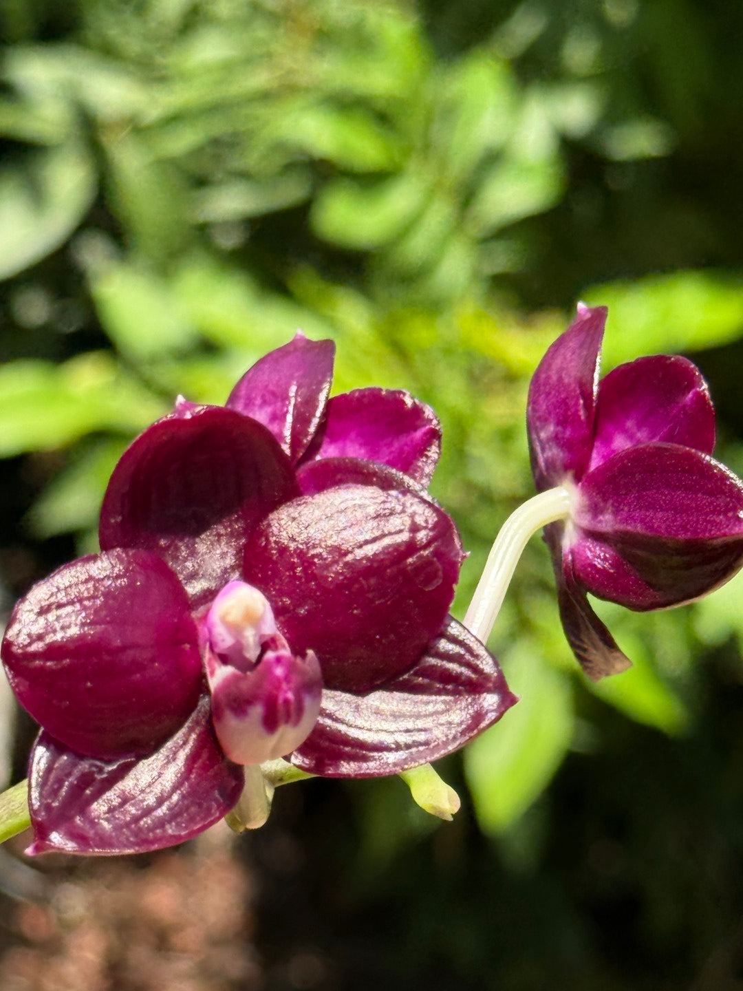 AMM348 Phalaenopsis Mituo Doodlebug seed grown 260713 Flowering