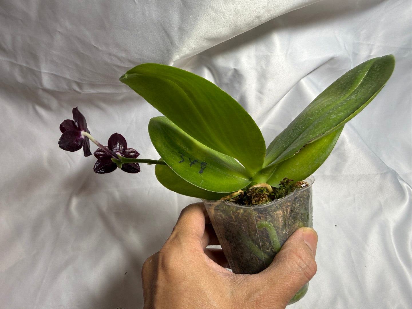 AMM348 Phalaenopsis Mituo Doodlebug #13 seed grown 20804 Flowering