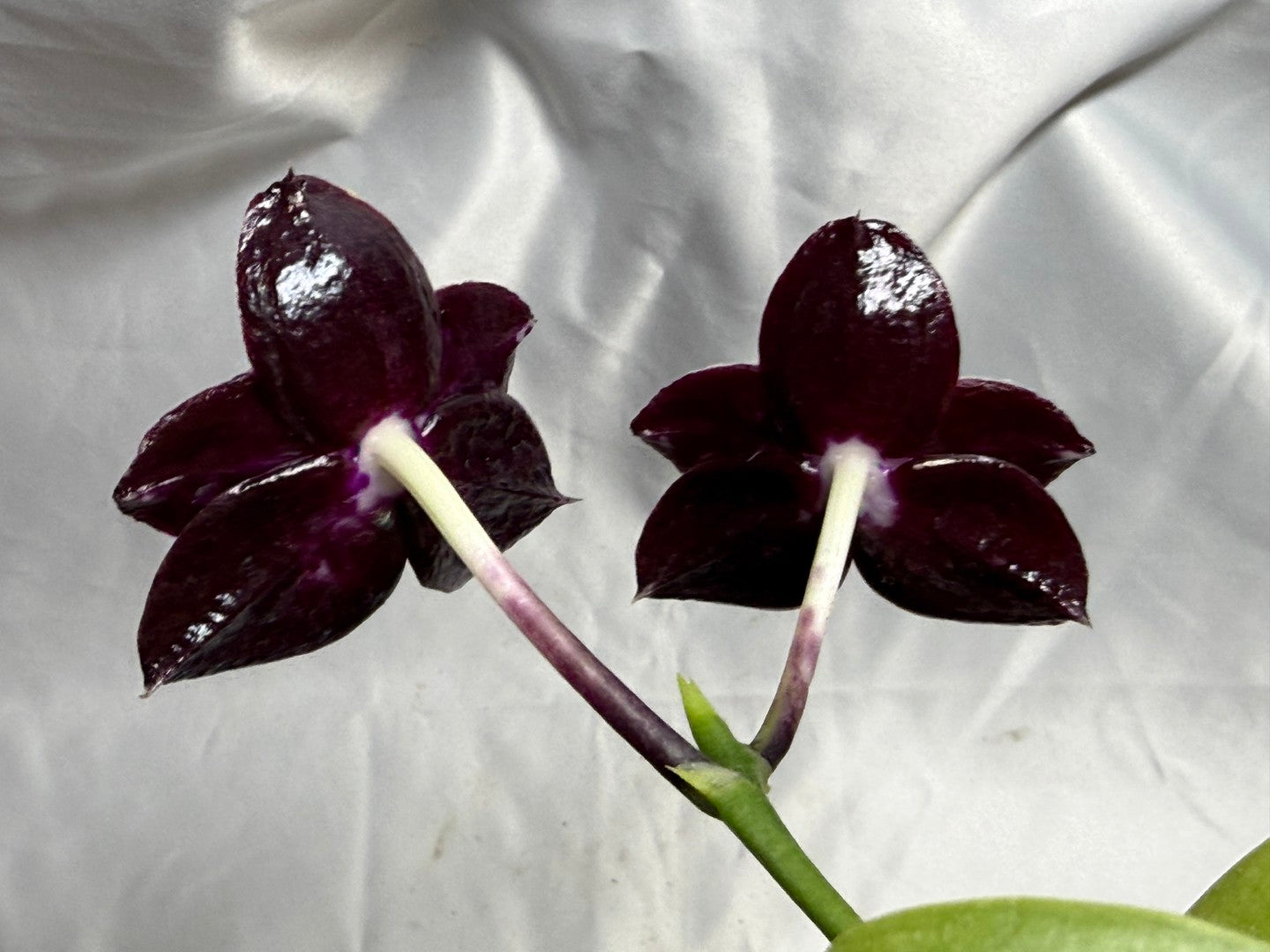 AMM348 Phalaenopsis Mituo Doodlebug #13 seed grown 20804 Flowering