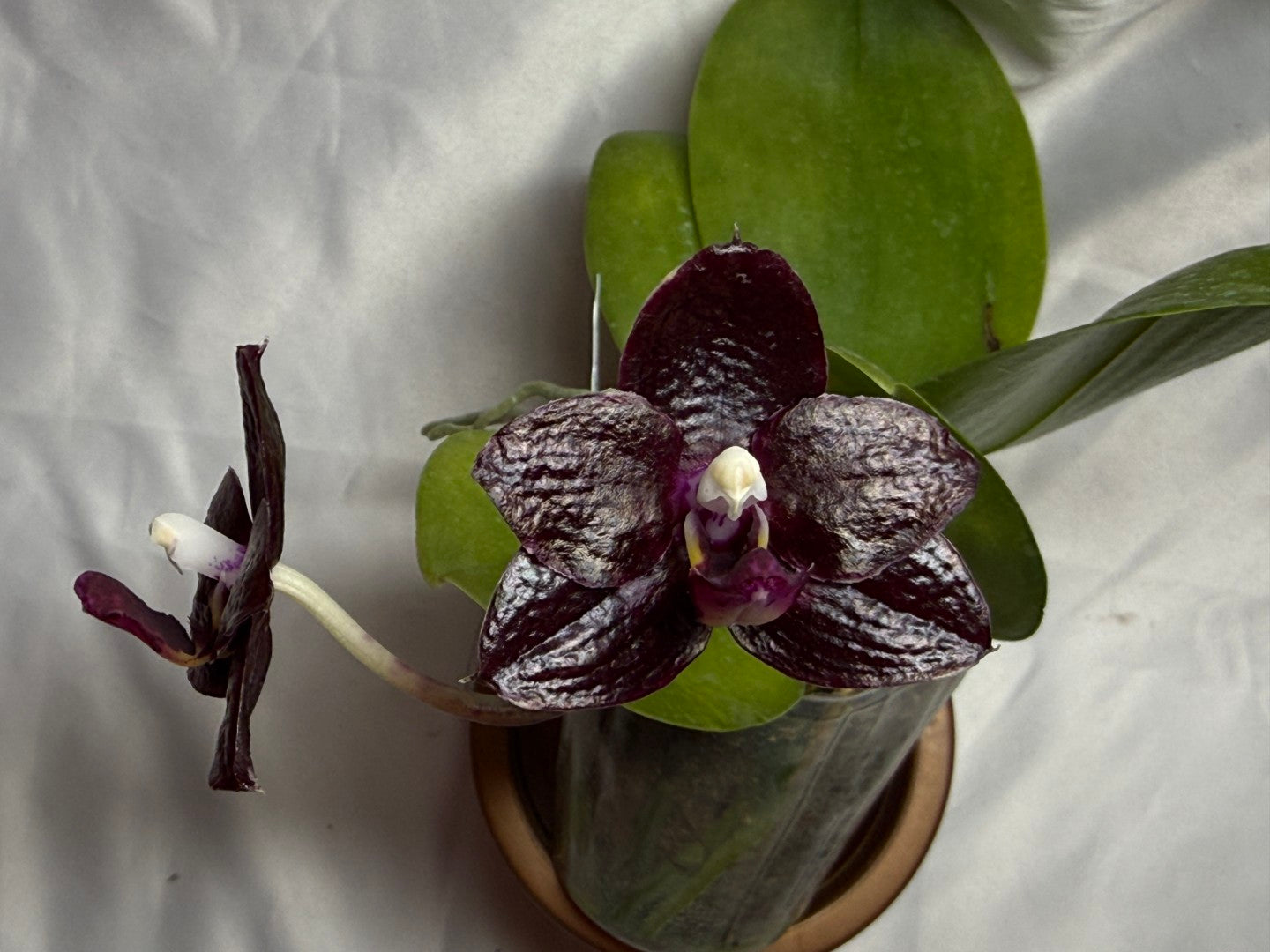 AMM348 Phalaenopsis Mituo Doodlebug #13 seed grown 20804 Flowering