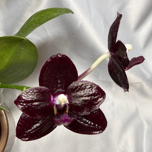 A dark burgundy-purple orchid flower with glossy petals and green leaves, shown against a white satin fabric background.