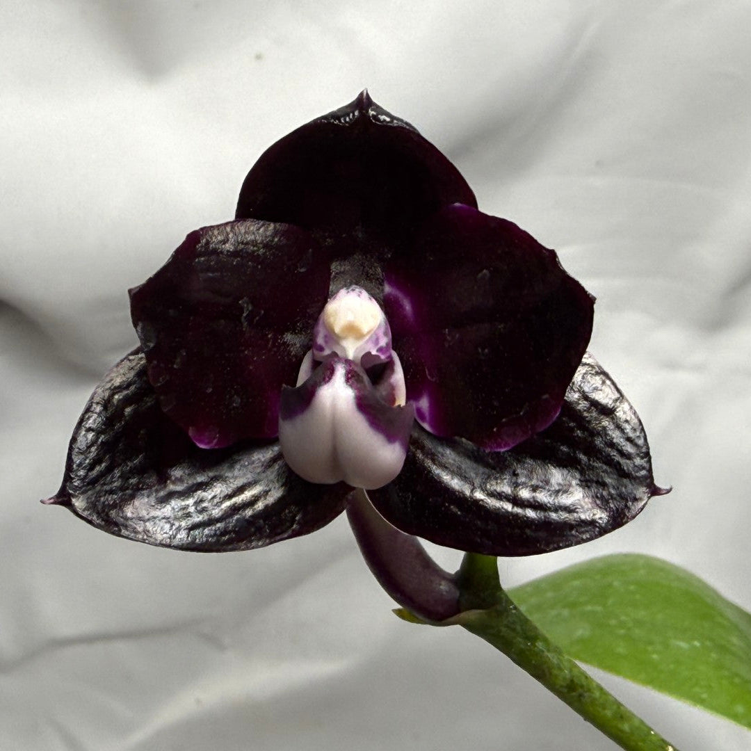 A close-up of a dark purple and black orchid flower with a white and purple center, attached to a green stem, set against a wrinkled white fabric background.