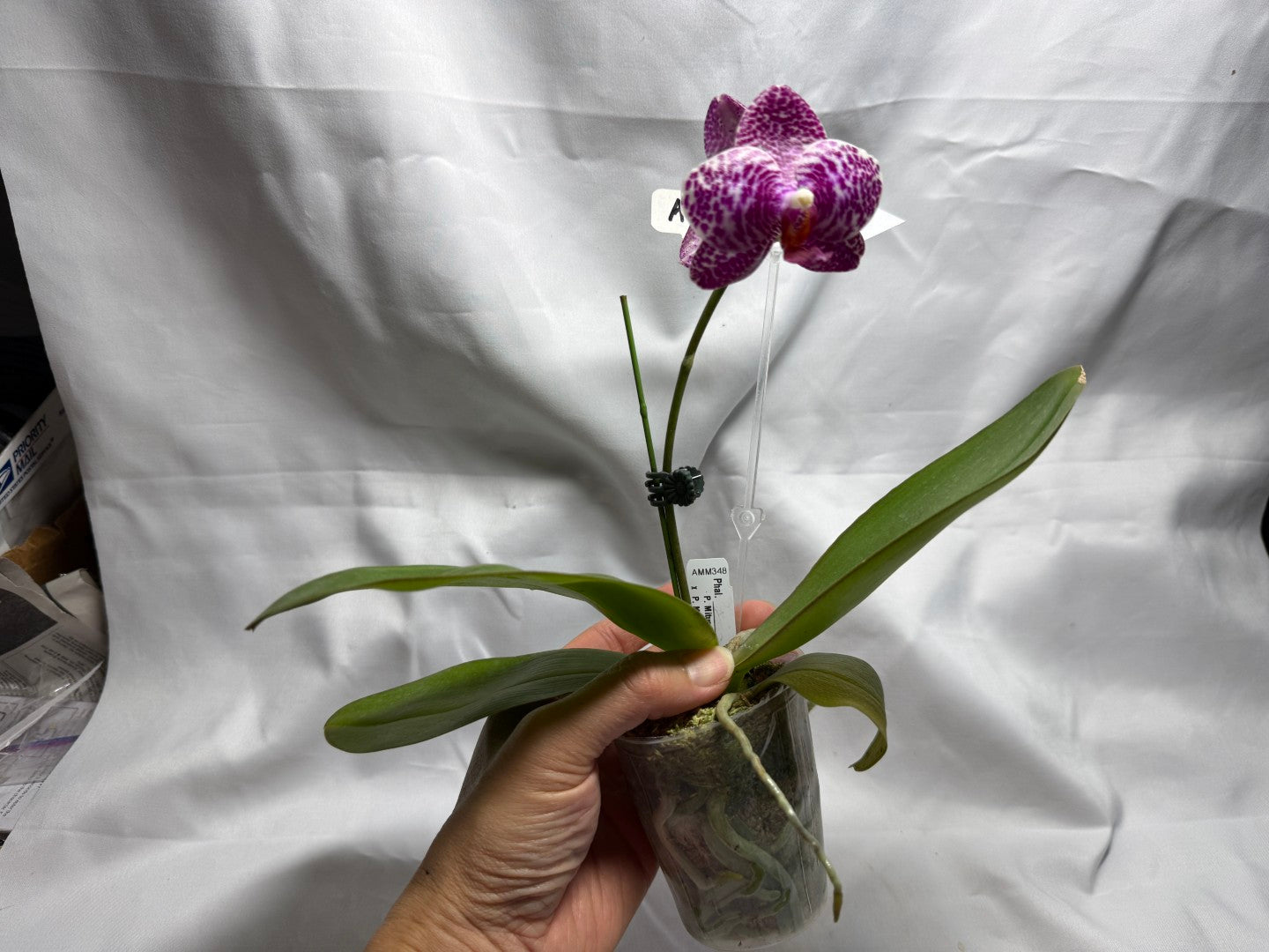 AMM348 Phalaenopsis Mituo Doodlebug #8 seed grown 260714 Flowering