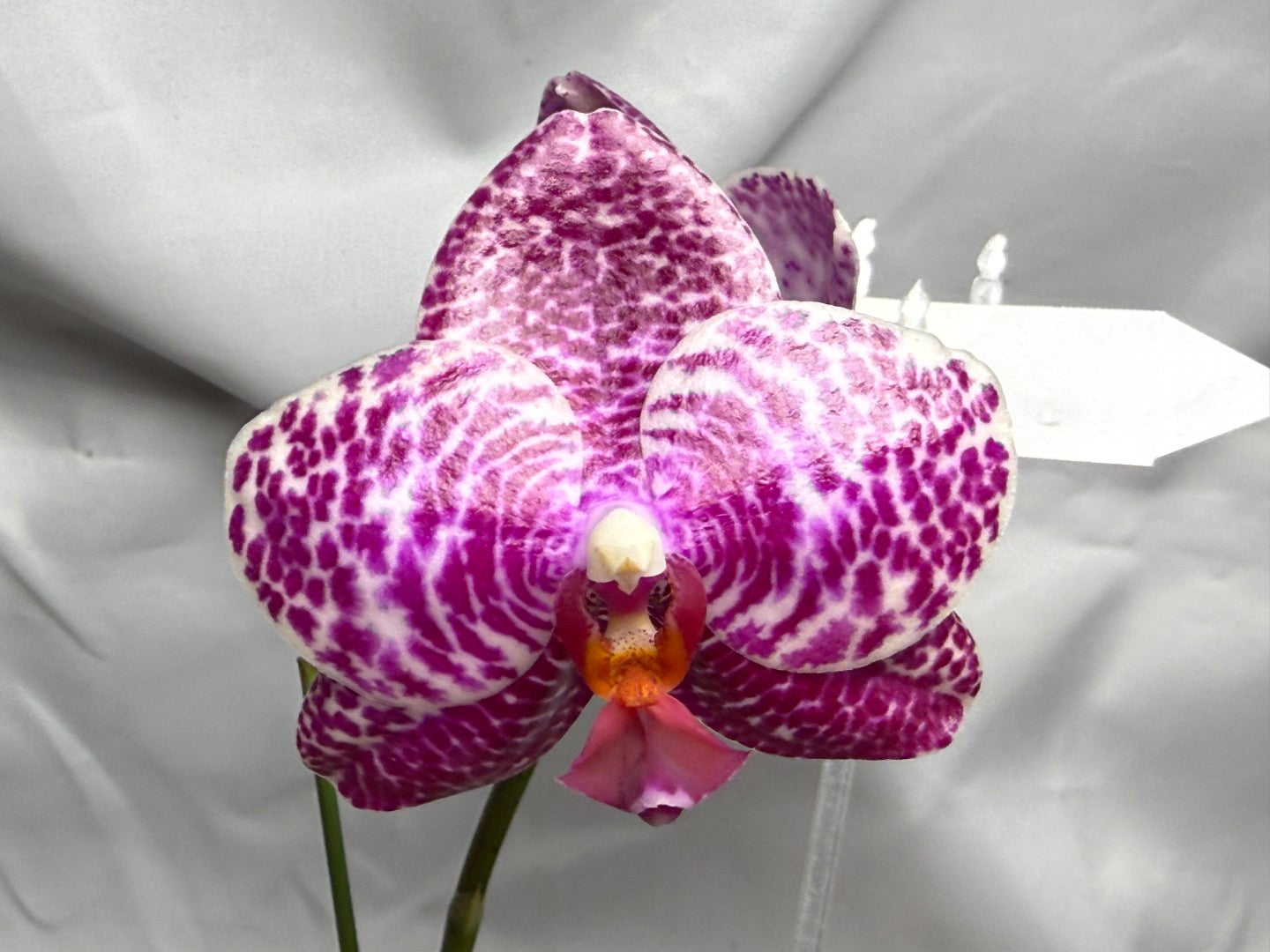 AMM348 Phalaenopsis Mituo Doodlebug #8 seed grown 260714 Flowering