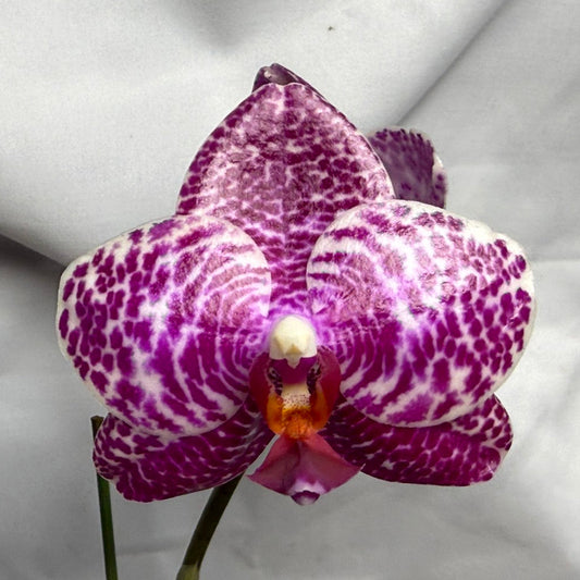 A single Phalaenopsis orchid flower with purple and white mottled petals and a small orange center, photographed against a wrinkled light gray fabric background.