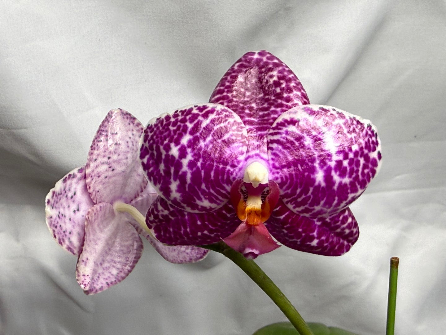 AMM348 Phalaenopsis Mituo Doodlebug #8 seed grown 260714 Flowering