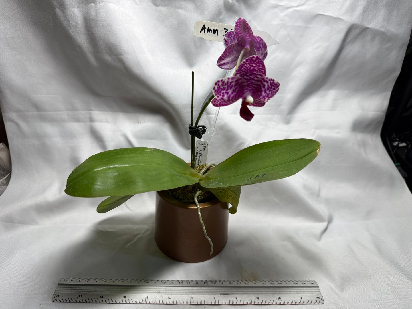 AMM348 Phalaenopsis Mituo Doodlebug #8 seed grown 260714 Flowering