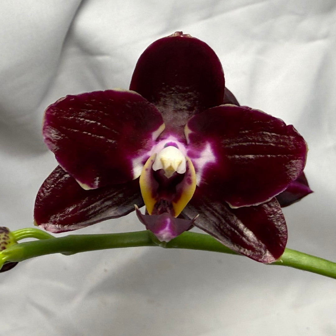 A single dark burgundy orchid flower with a white and yellow center, attached to a green stem, photographed against a wrinkled white fabric background.