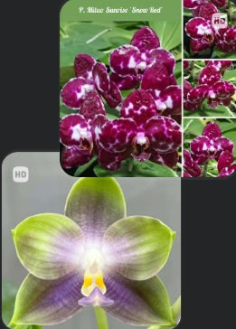 New Addition for March 23, 2026 – Big Leaf Orchids