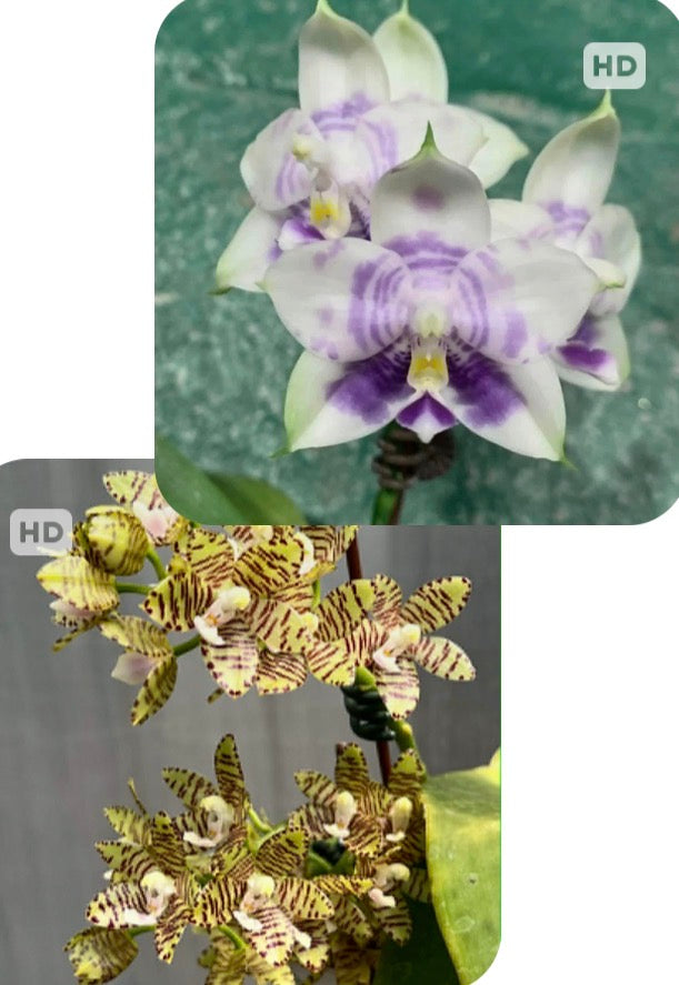 Phalaenopsis Mituo Purple Dragon ‘Blue White' x Phal. kapuasensis ‘Mituo‘ (seed grown)