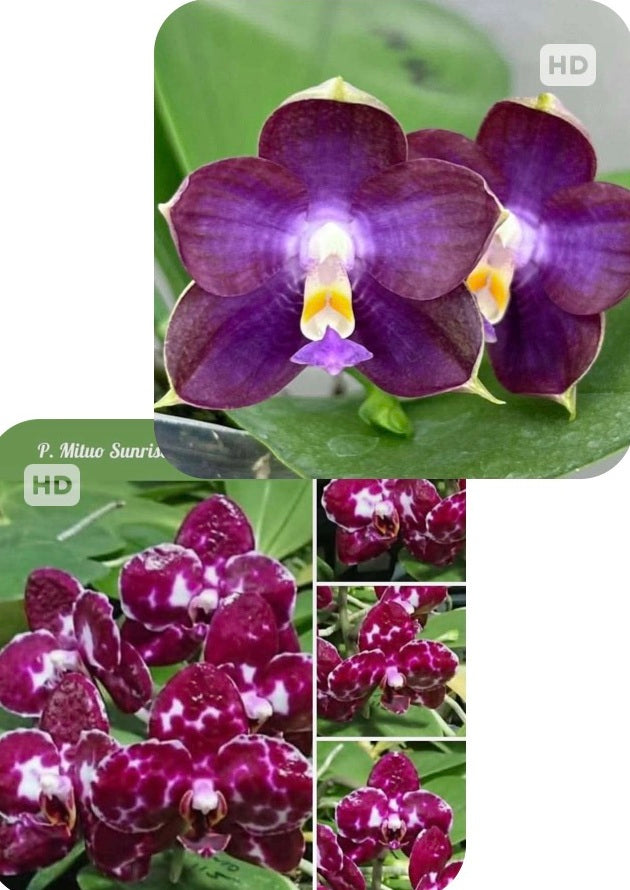 Mituo Orchids – Page 2 – Big Leaf Orchids