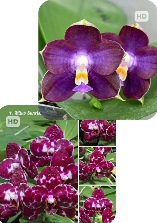 AMM352 Phalaenopsis (Mituo Sunrise 'Snow Red' X Mituo Blue Cat) - Seed Grown