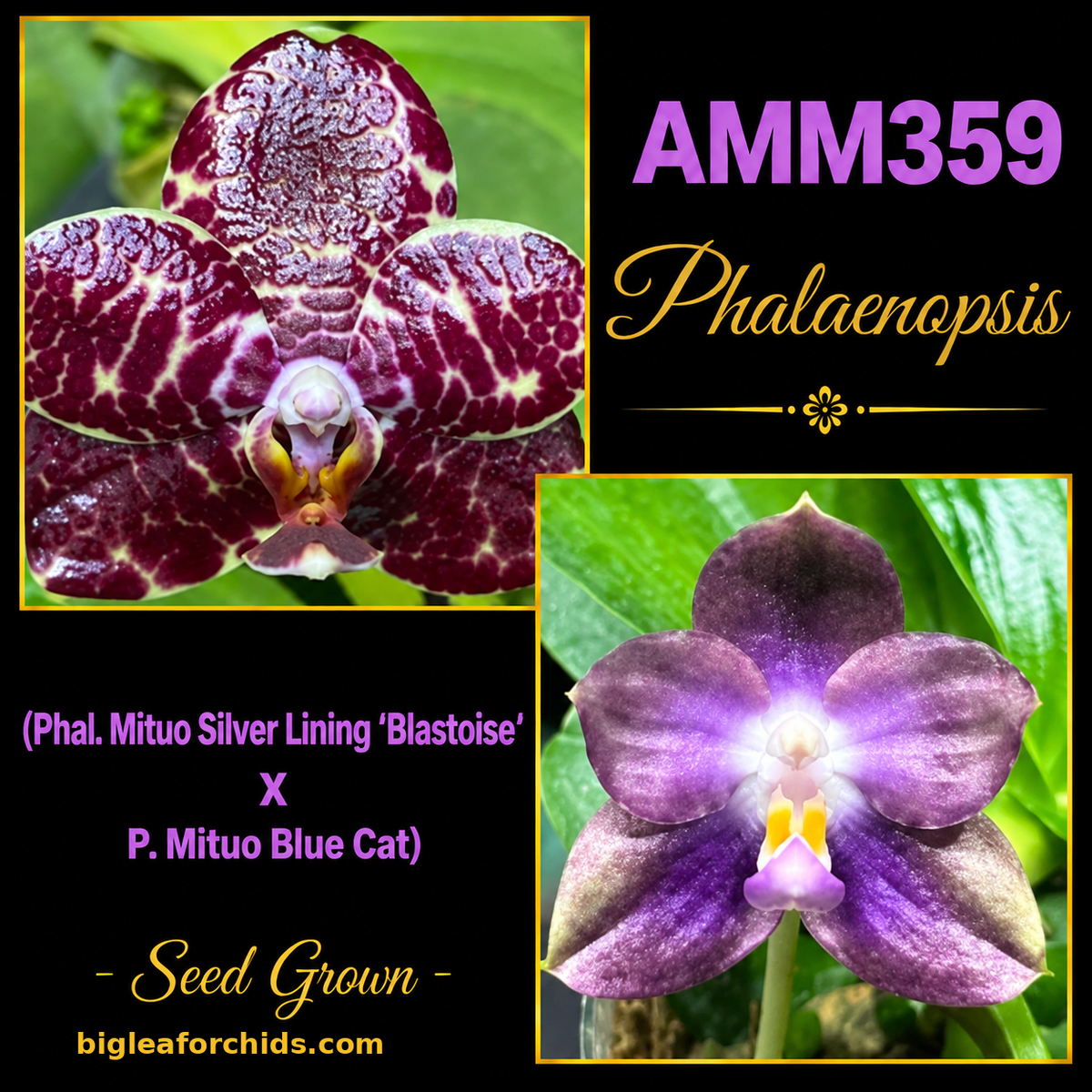 AMM359 Phalaenopsis (Mituo Silver Lining X Mituo Blue Cat)  - Seed grown