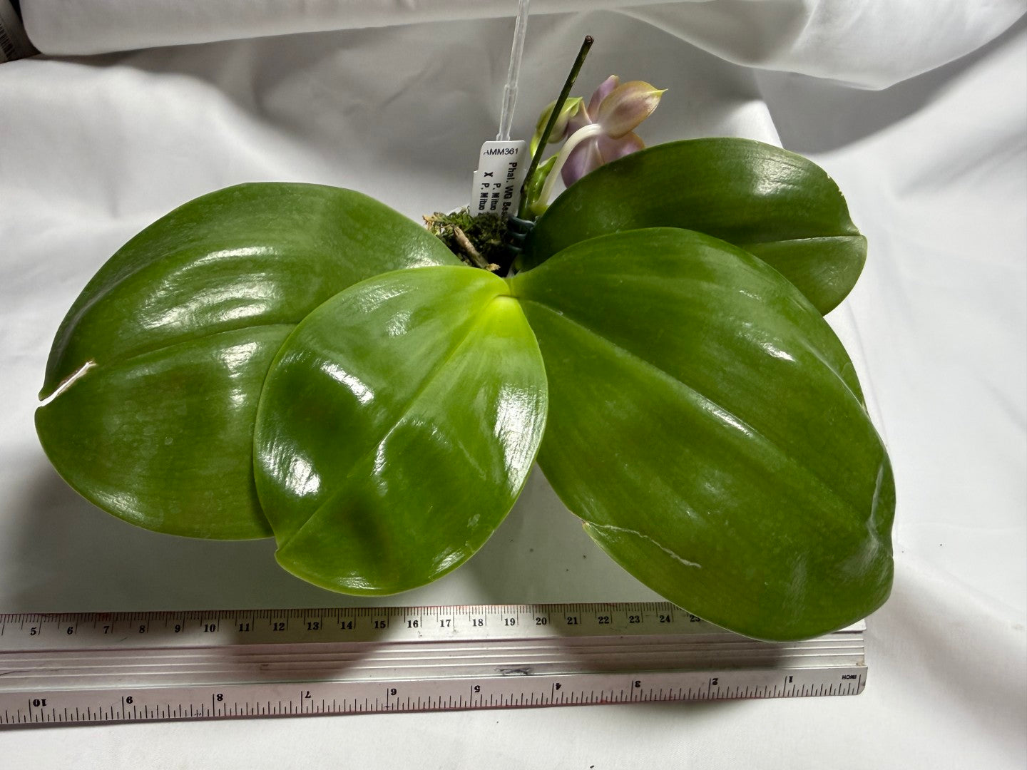 AMM361 Phalaenopsis WG Bear Terms - Seed Grown 260714 Flowering