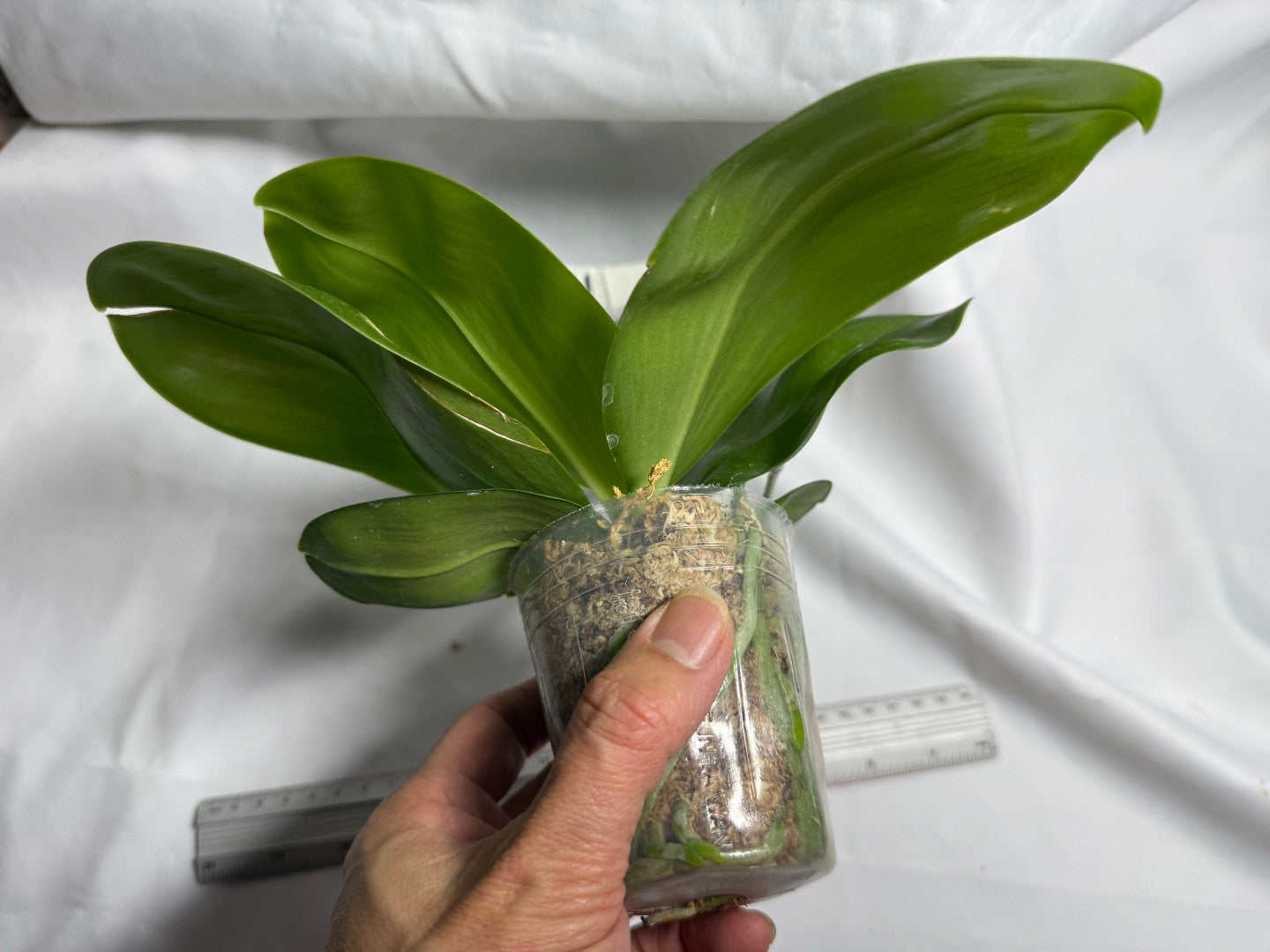 AMM361 Phalaenopsis WG Bear Terms - Seed Grown 260714 Flowering