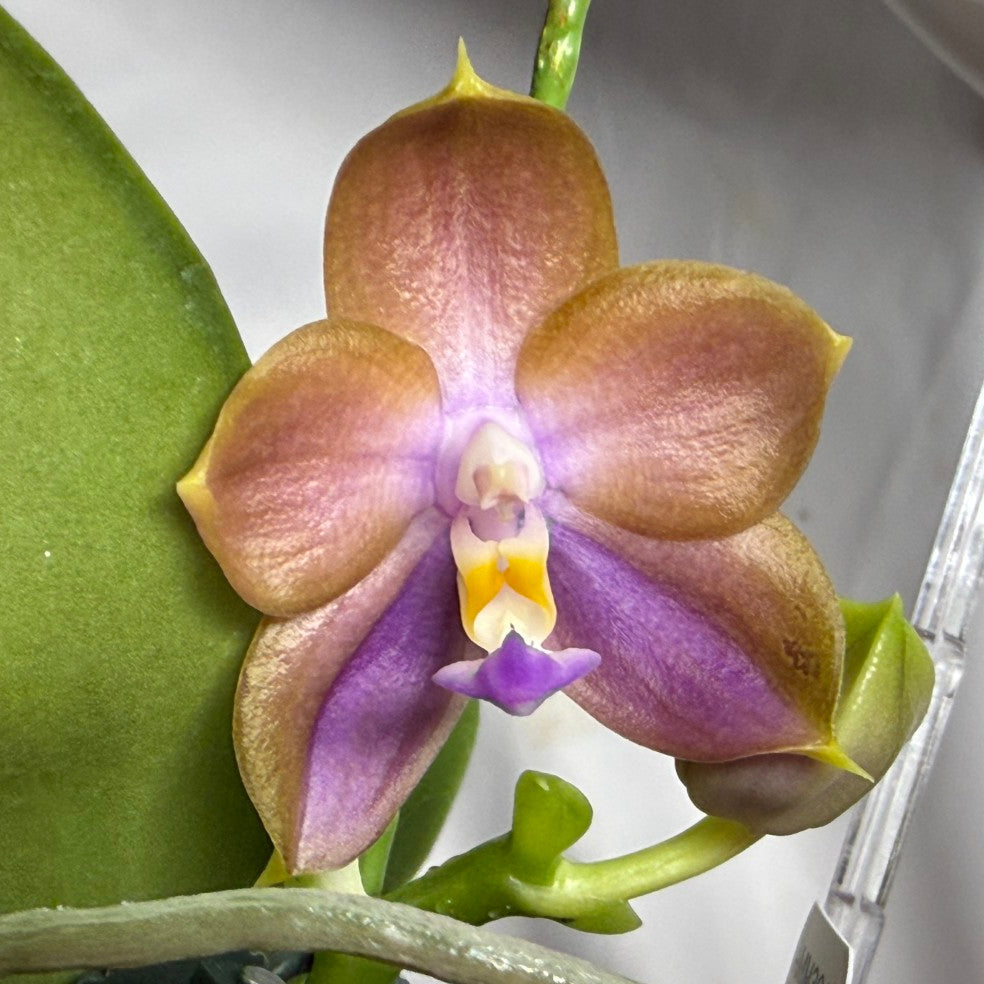 A close-up of a Phalaenopsis orchid flower with peach-tan petals, a purple lip, and a yellow center, growing on a green stem with a leaf and clear support stand visible.